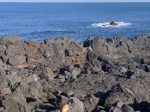 제주도 봄여행 떠나요~ 
