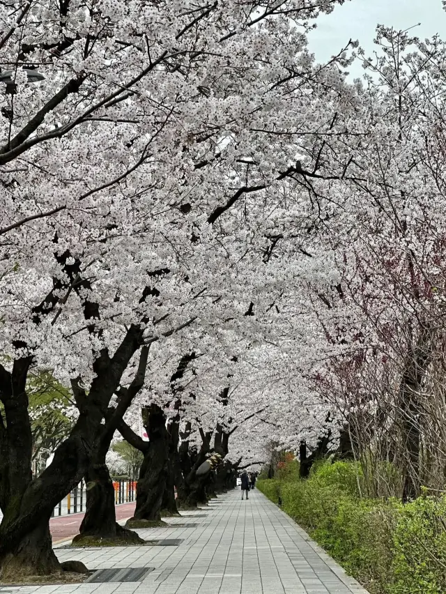 TOP CHERRY BLOSSOM SPOT IN SOUTH KOREA YOU CAN'T MISS !!