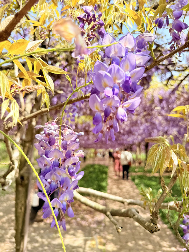 淡水｜紫色浪漫來襲 紫藤花園日本紫藤賞花期只有兩周
