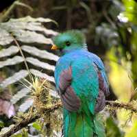 Costa Rica’s Monteverde Cloud Forest – A Lush Eco-Paradise