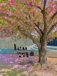 🌸 부산 유엔공원, 핑크 겹벚꽃과 함께한 봄날