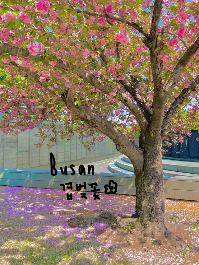 🌸 부산 유엔공원, 핑크 겹벚꽃과 함께한 봄날
