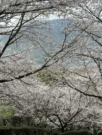 日本香川縣-賞櫻秘境「伊勢朝日山本宮」美到仙境