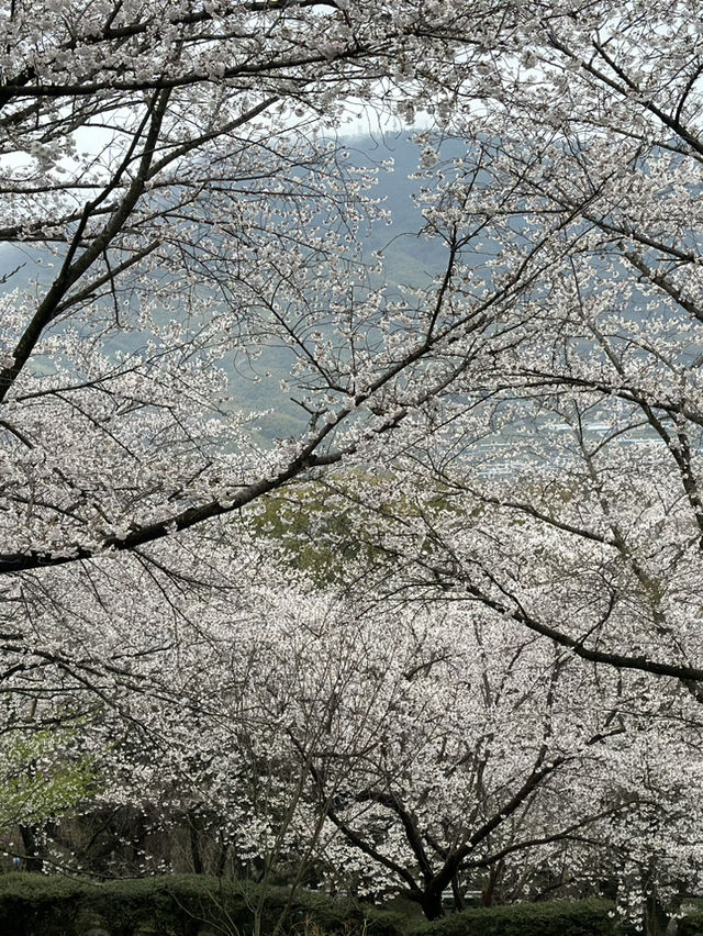 日本香川縣-賞櫻秘境「伊勢朝日山本宮」美到仙境