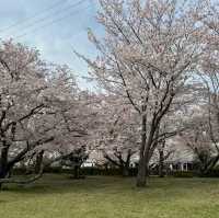 【中津】🇯🇵 大貞公園