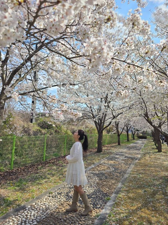 눈송이같은 벚꽃이 만개한 새마을기념공원🌸