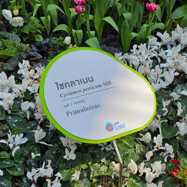 ไปชมทุ่งดอกทิวลิปที่ ระยองกัน 🌷