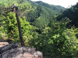 Driving spot🚖 Spectacular green scenery from the mountains of Momotsu Town🌳🍃
