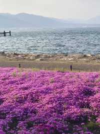 Shibazakura Bloom at Hama-Otsu Nagisa Park