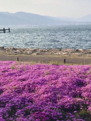 Shibazakura Bloom at Hama-Otsu Nagisa Park