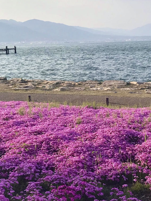 Shibazakura Bloom at Hama-Otsu Nagisa Park