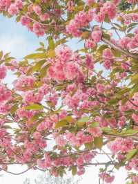 2주 후에 볼 수 있는 경주 겹벚꽃 🌸🌸
