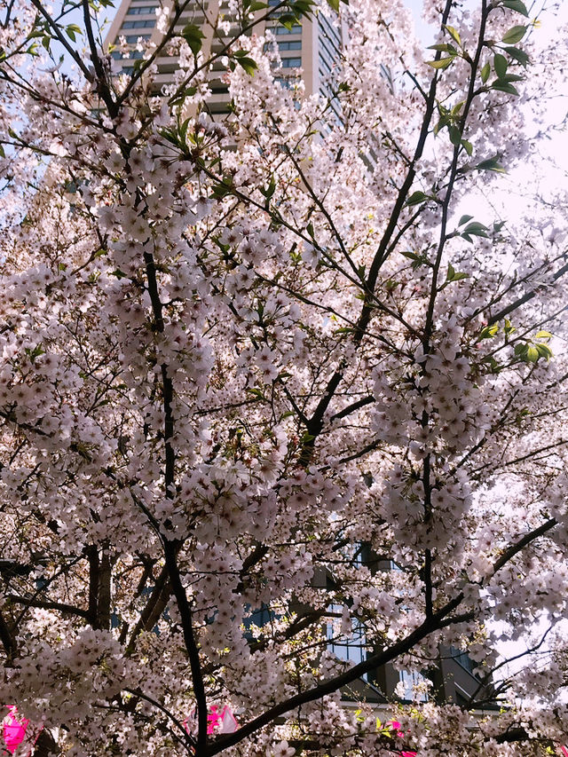 【目黒　桜舞い散る川辺を歩き郷さくら美術館でアートの桜三昧から代官山へ】