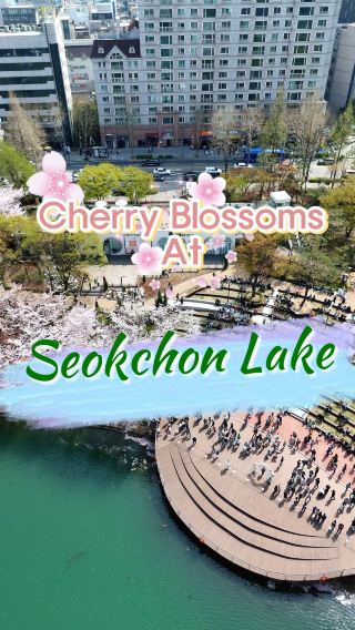 CHERRY BLOSSOM FESTIVAL at Seokchon Lake