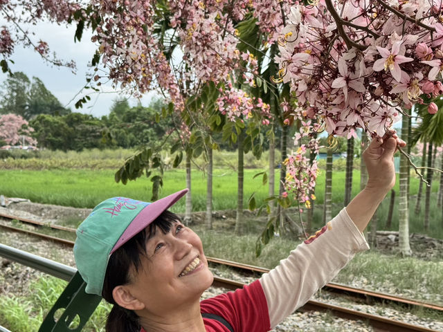 沈醉在花旗木粉紅浪漫中