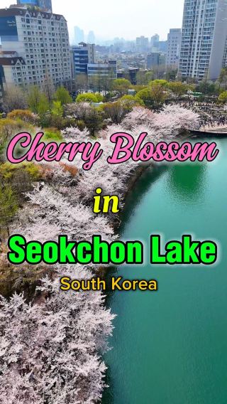 CHERRY BLOSSOMS FESTIVAL in Seokchon Lake