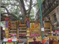 🇮🇳 摩訶菩提寺🛕佛陀在此菩提樹下成道