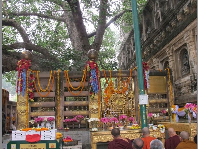 🇮🇳 摩訶菩提寺🛕佛陀在此菩提樹下成道