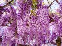 When Wisteria Whispers: Ito’s Hidden Spring Gem