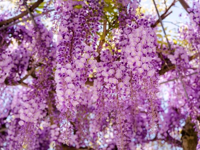 When Wisteria Whispers: Ito’s Hidden Spring Gem