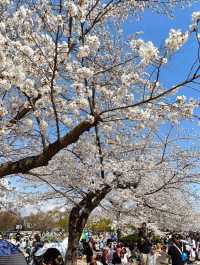 大阪賞櫻-萬博紀念公園，來張太陽之塔與櫻花同框合照！