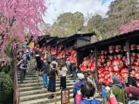 尾勝寺-櫻花與達摩不倒翁，大阪近郊賞櫻。