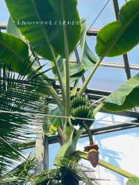 無料で入園できる日がある！？つくば植物園🌱