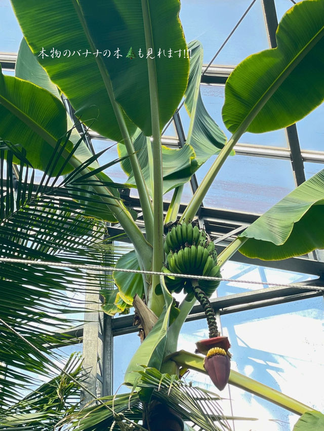 無料で入園できる日がある！？つくば植物園🌱