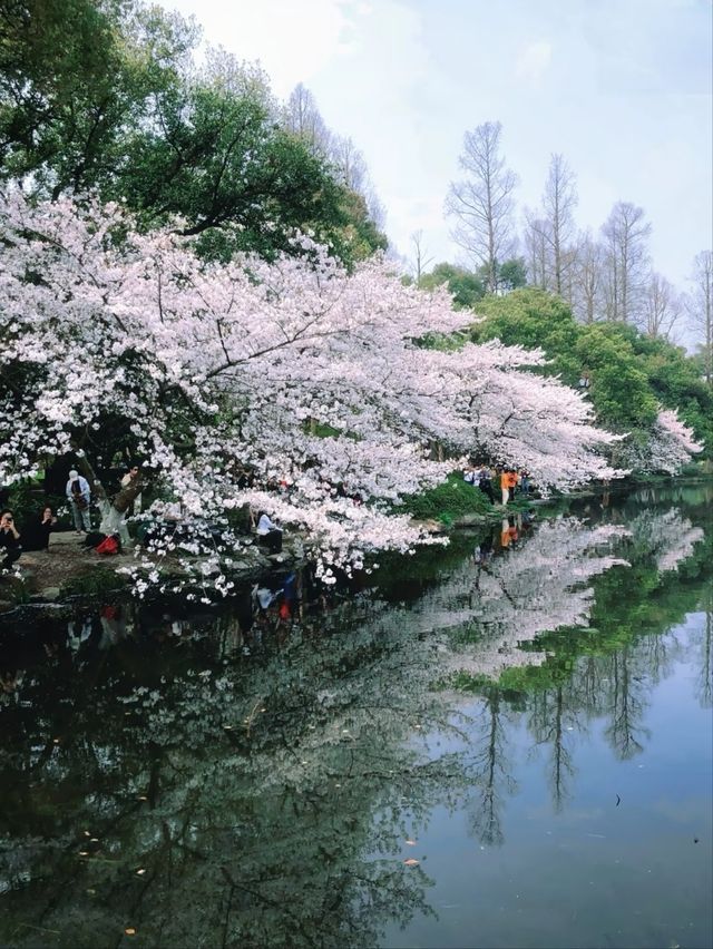 Cherry Blossoms at Quyuan Garden-A Romantic Spring Atmosphere