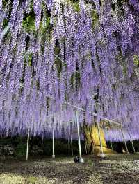 【栃木】一生に一度は見てみたかった藤の絶景スポット