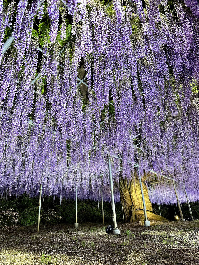 【栃木】一生に一度は見てみたかった藤の絶景スポット