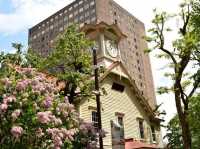 “Petals & Pathways: Springtime at Hokkaido University”