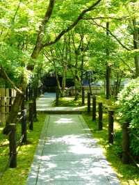 【京都】青紅葉の天国🍁 絶景スポット多数あり