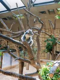 超值的名古屋市東山動植物園