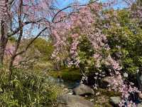 名古屋-白鳥庭園，春櫻蕩漾，東海地區最大的池泉回遊式庭園