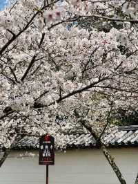 Daigoji Temple Cherry Blossoms– Kyoto’s Imperial Sakura Legacy