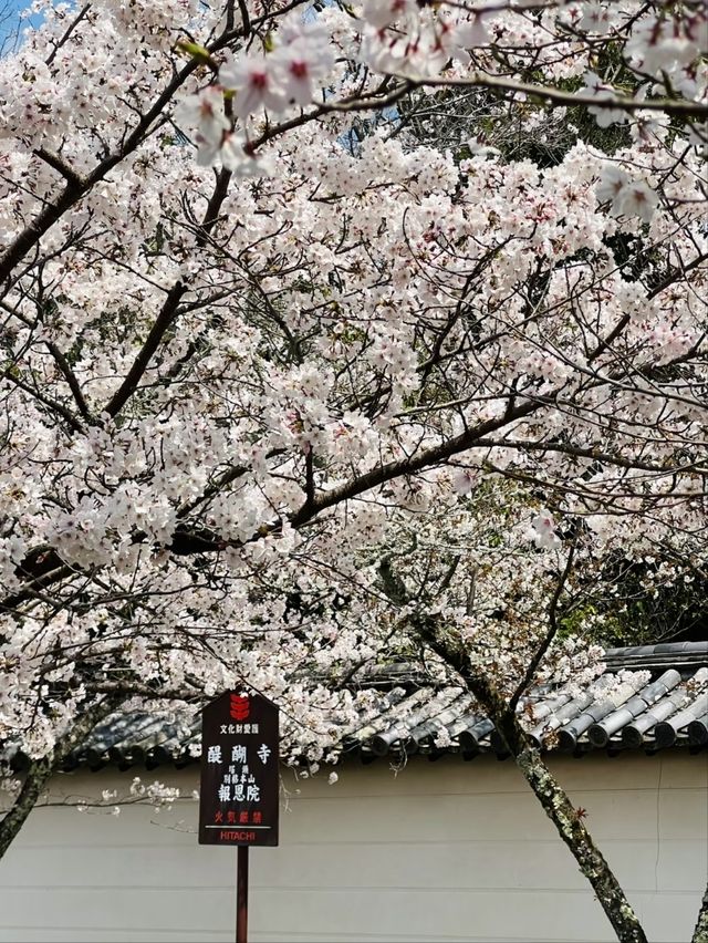 Daigoji Temple Cherry Blossoms– Kyoto’s Imperial Sakura Legacy