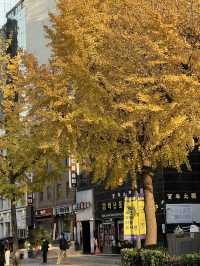 ชมใบไม้เปลี่ยนสีที่ถนนจองดงกิล (정동길) 🍁