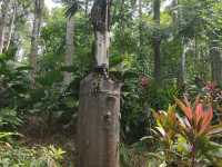🌿 Sandakan Memorial Park: Where History Whispers Among the Trees