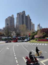 “Petals in the Pearl: Cherry Blossoms Amid Shanghai’s Skyline”