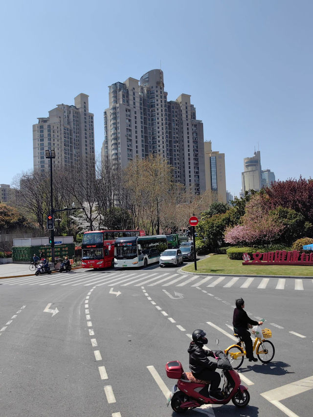 “Petals in the Pearl: Cherry Blossoms Amid Shanghai’s Skyline”