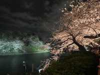 千鳥淵夜櫻美景