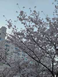 お店の中に桜がある!?桜を見ながらくつろげるカフェ🌸