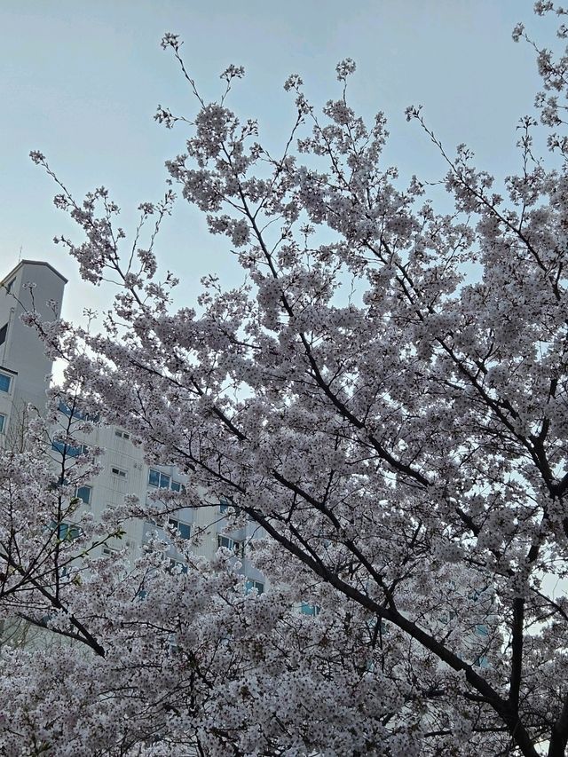 お店の中に桜がある!?桜を見ながらくつろげるカフェ🌸