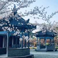 二七公園·朱簷與粉櫻共舞
