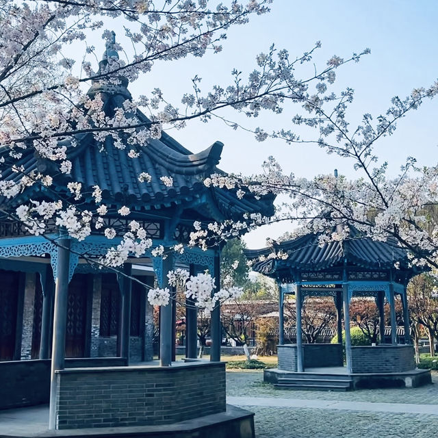 二七公園·朱簷與粉櫻共舞