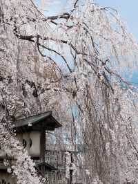 Real-Time at Ōishi Shrine | Entering the Most Magical Cherry Blossom Snowfall Season