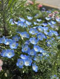 4月去福岡不要錯過這片春日花海