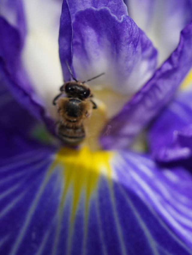 【埼玉】菖蒲と紫陽花が見られる穴場スポット
