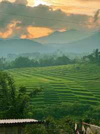 Exploring Flores’ Majestic Rice Fields and the Spider Web Fields